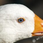 Nikon Micro Nikkor 200mm f4 AIS-3074