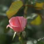 1.2/50mm AIS-2583