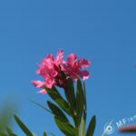 1.2/50mm AIS-2605