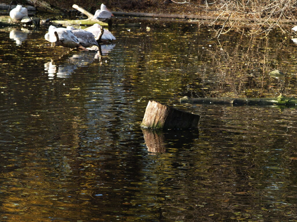 Nikon-Nikkor 85mm f2 AIS-7047
