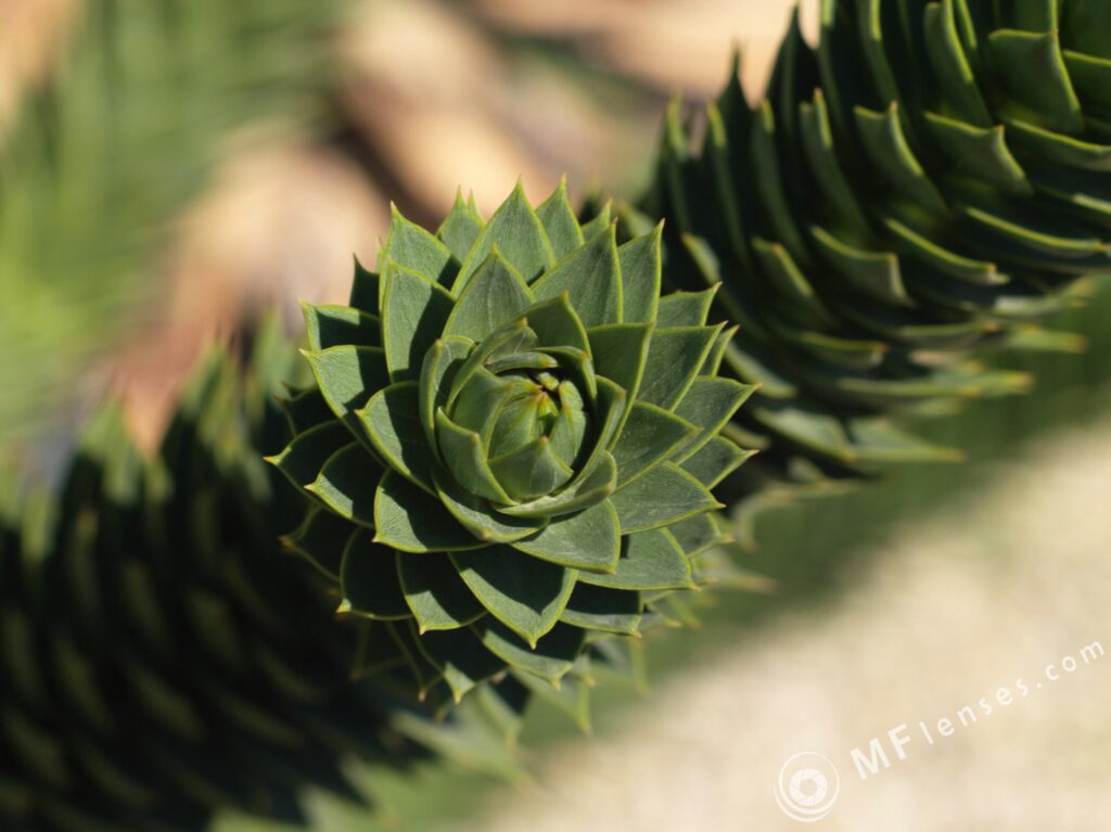 Nikon-Nikkor 85mm f2 AIS-2608
