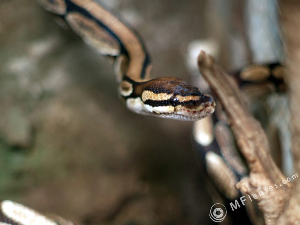 Nikon-Nikkor 85mm f2 AIS-2614