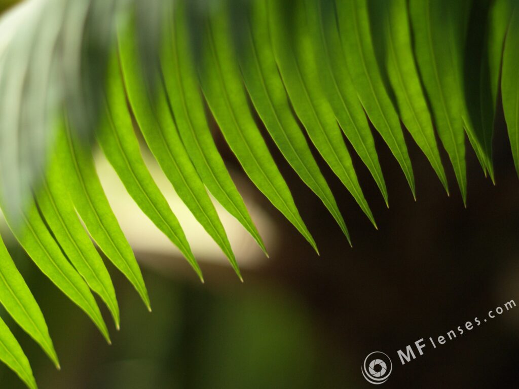 Nikon-Nikkor 85mm f2 AIS-2615
