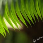 Nikon-Nikkor 85mm f2 AIS-2615