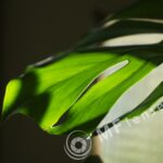Auto Rikkenon 135mm f/2.8 M42-426
