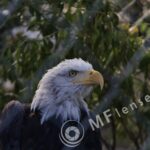 MC Auto-Beroflex 135mm-120