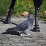 Chinon 300mm f5.6 mirror-11591