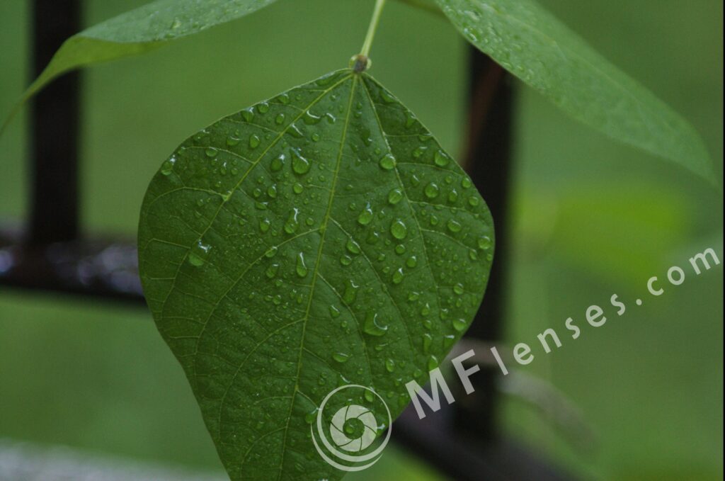 Compact Zoom 70-210 f/4.0-5.6 MC macro 1:4-229