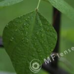 Compact Zoom 70-210 f/4.0-5.6 MC macro 1:4-229