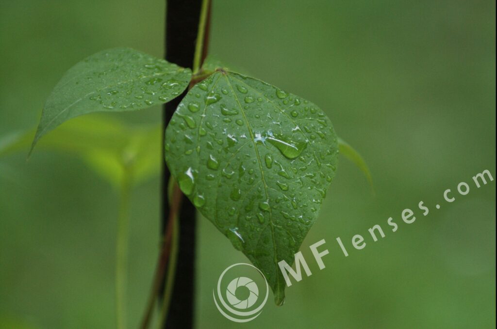 Compact Zoom 70-210 f/4.0-5.6 MC macro 1:4-231