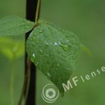 Compact Zoom 70-210 f/4.0-5.6 MC macro 1:4-231