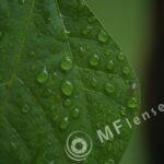 Compact Zoom 70-210 f/4.0-5.6 MC macro 1:4-232