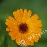 Compact Zoom 70-210 f/4.0-5.6 MC macro 1:4-233
