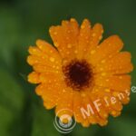 Compact Zoom 70-210 f/4.0-5.6 MC macro 1:4-234