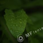 Compact Zoom 70-210 f/4.0-5.6 MC macro 1:4-235