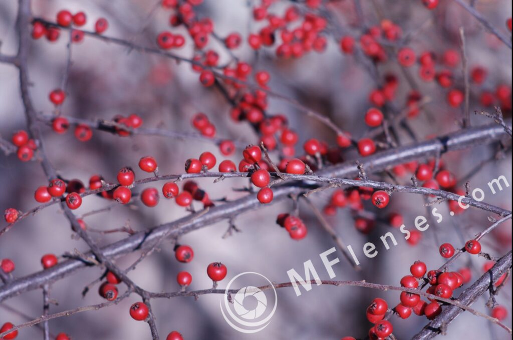 Petri 135mm f/2.8 M42-1401