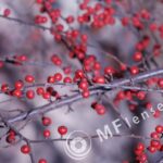 Petri 135mm f/2.8 M42-1401