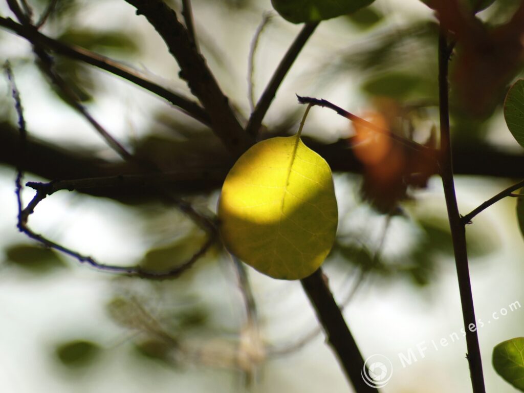 Auto Revuenon 135mm f2.8 M42-3210