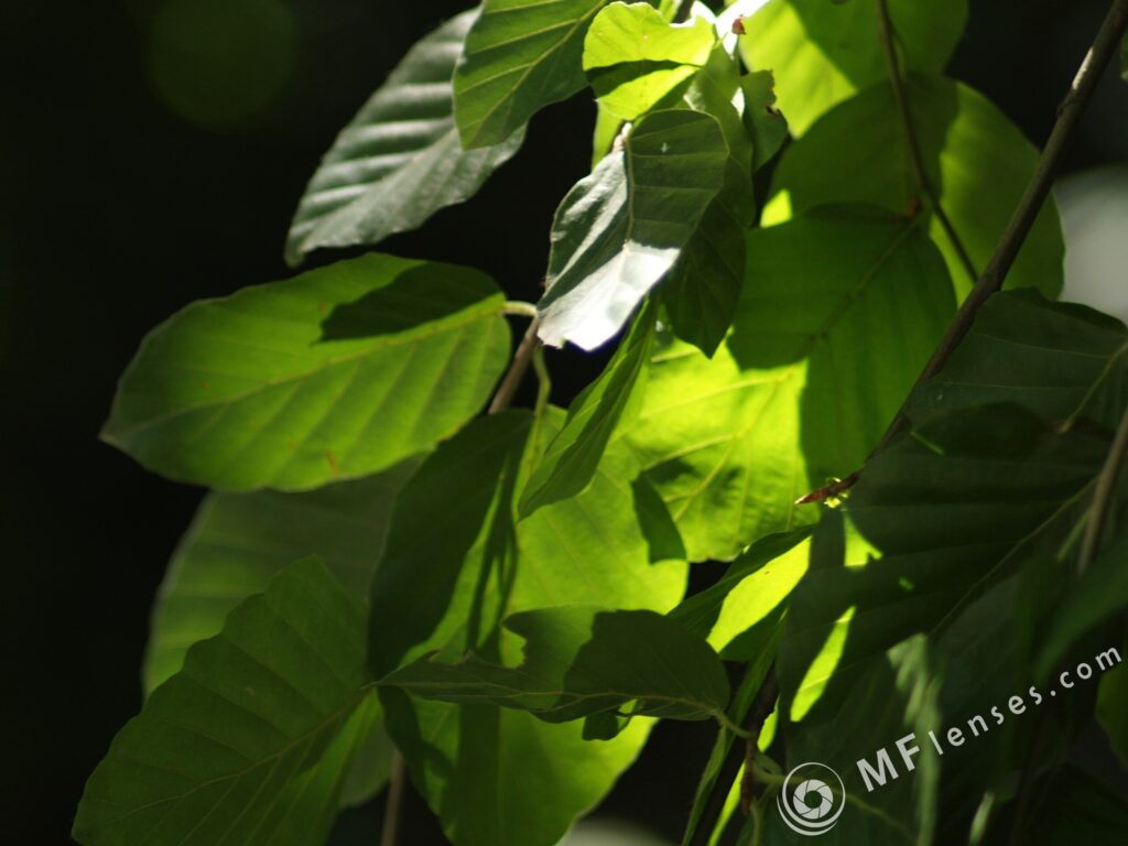 Auto Revuenon 135mm f2.8 M42-2517