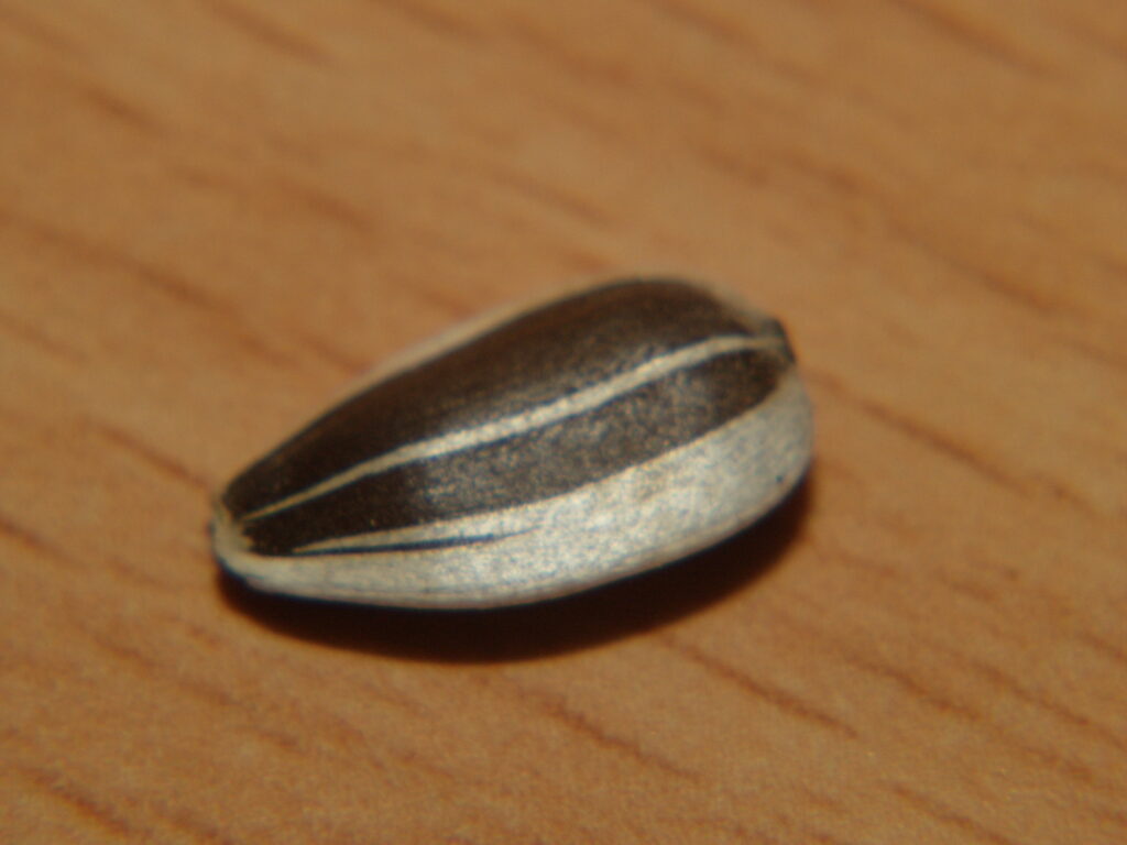 2.8/100mm macro-5476