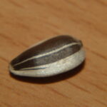2.8/100mm macro-5476