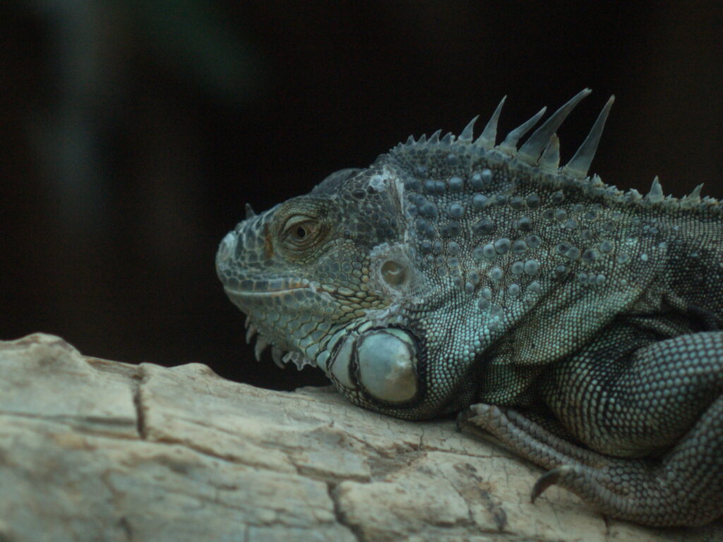 2.8/100mm macro-5477