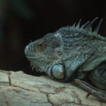 2.8/100mm macro-5477