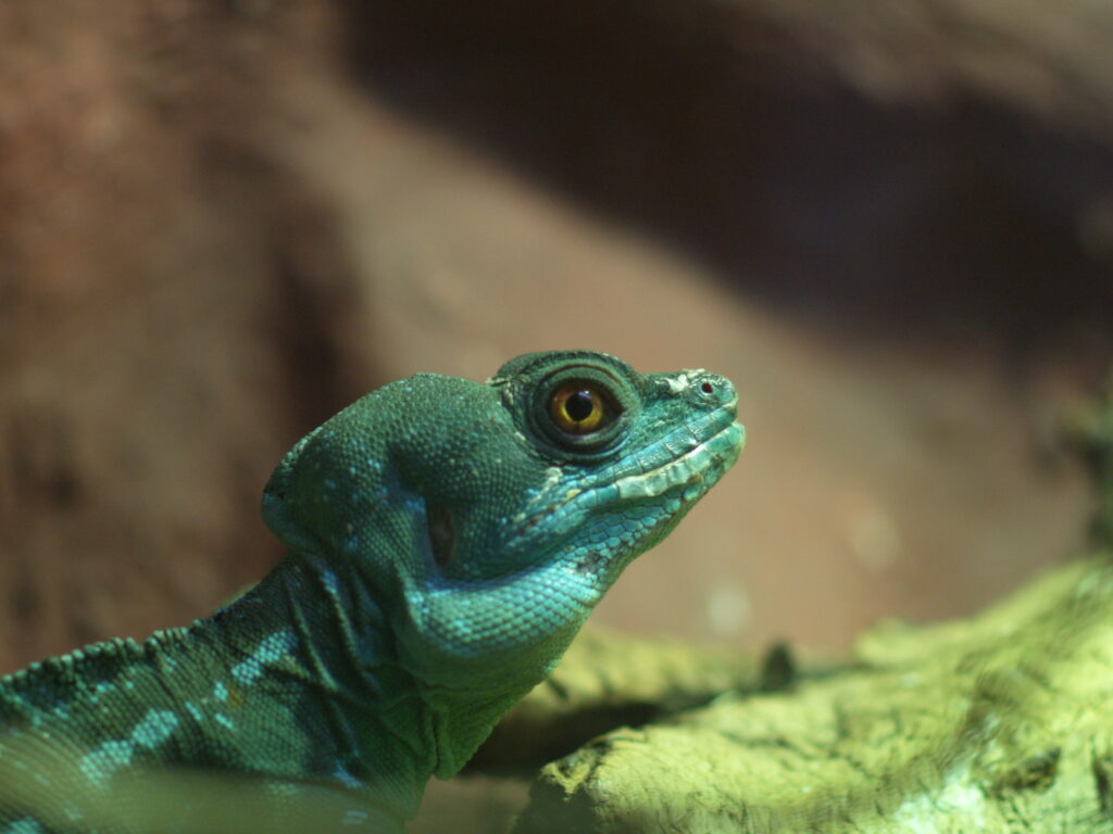 2.8/100mm macro-5479