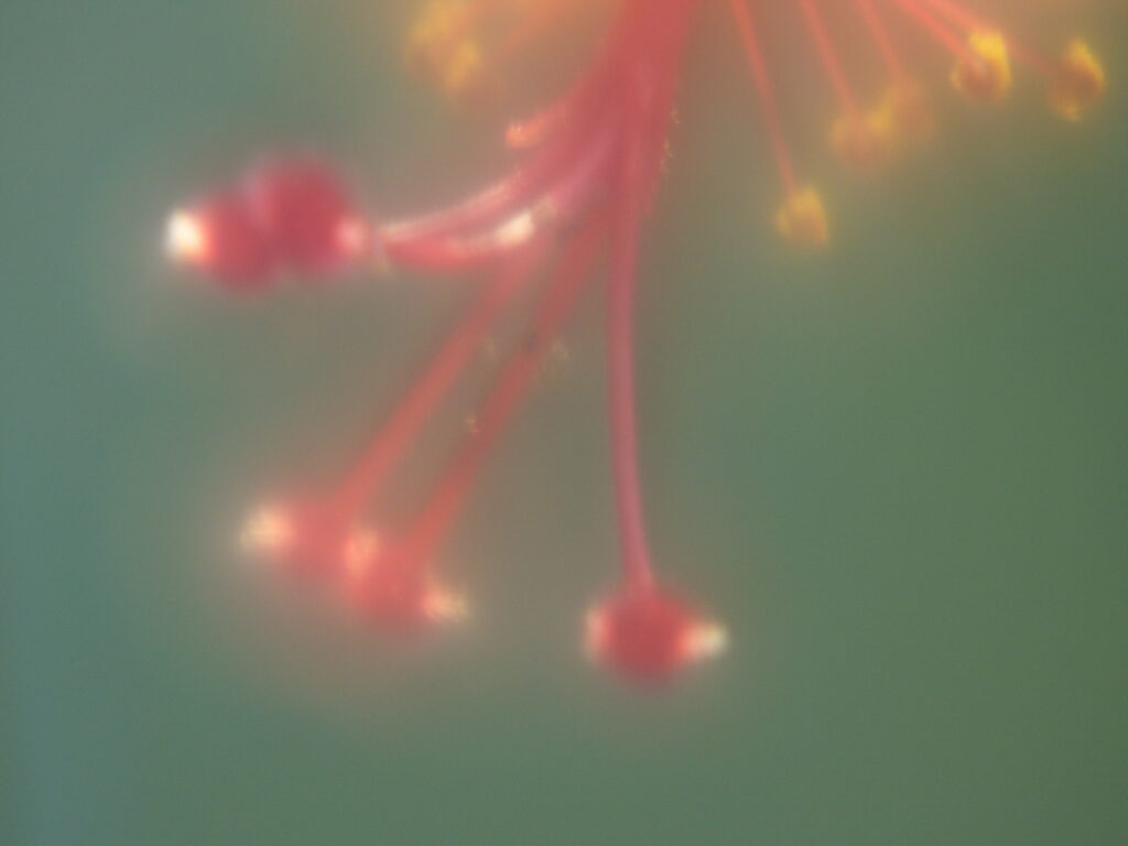 2.8/100mm macro-5480