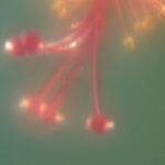 2.8/100mm macro-5480