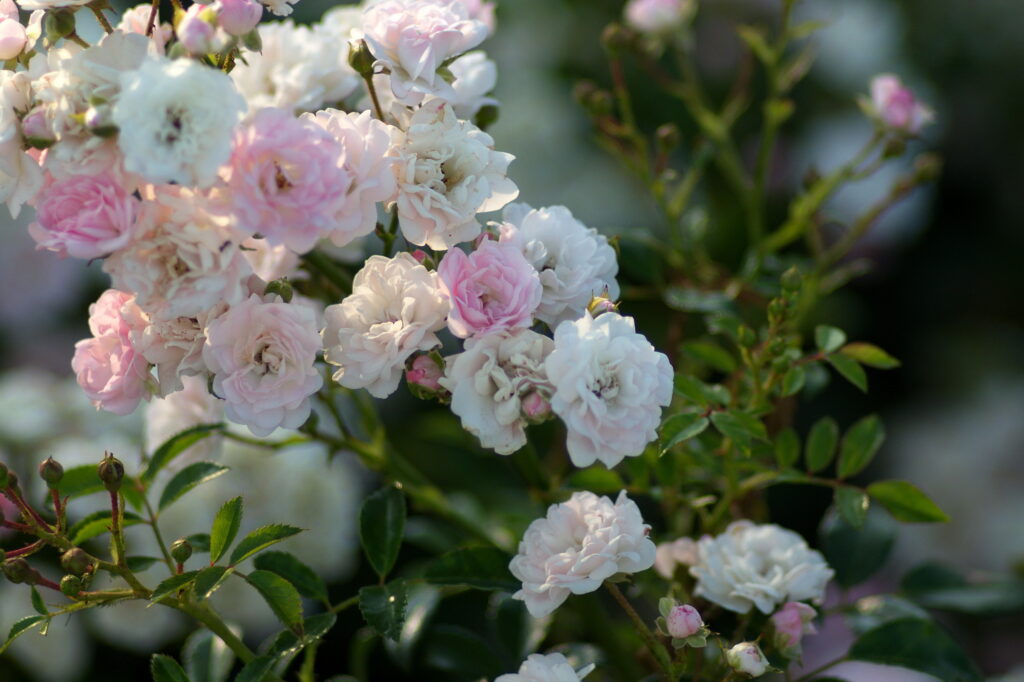 Sigma 135mm f2.8 Upsilon YS mount-10931