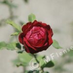 Sigma 200mm f/3,5 quick focus macro-298