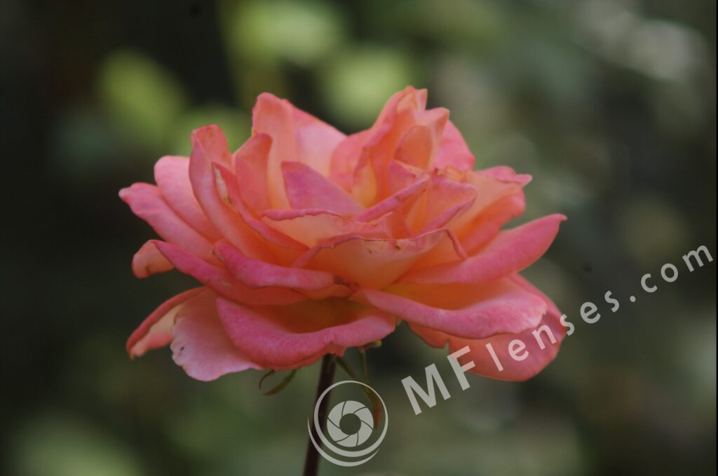 Sigma 200mm f/3,5 quick focus macro-299