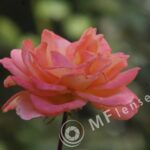 Sigma 200mm f/3,5 quick focus macro-299