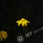 Sigma 200mm f/3,5 quick focus macro-300