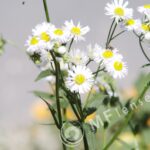 Sigma 200mm f/3,5 quick focus macro-301