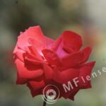 Sigma 200mm f/3,5 quick focus macro-302