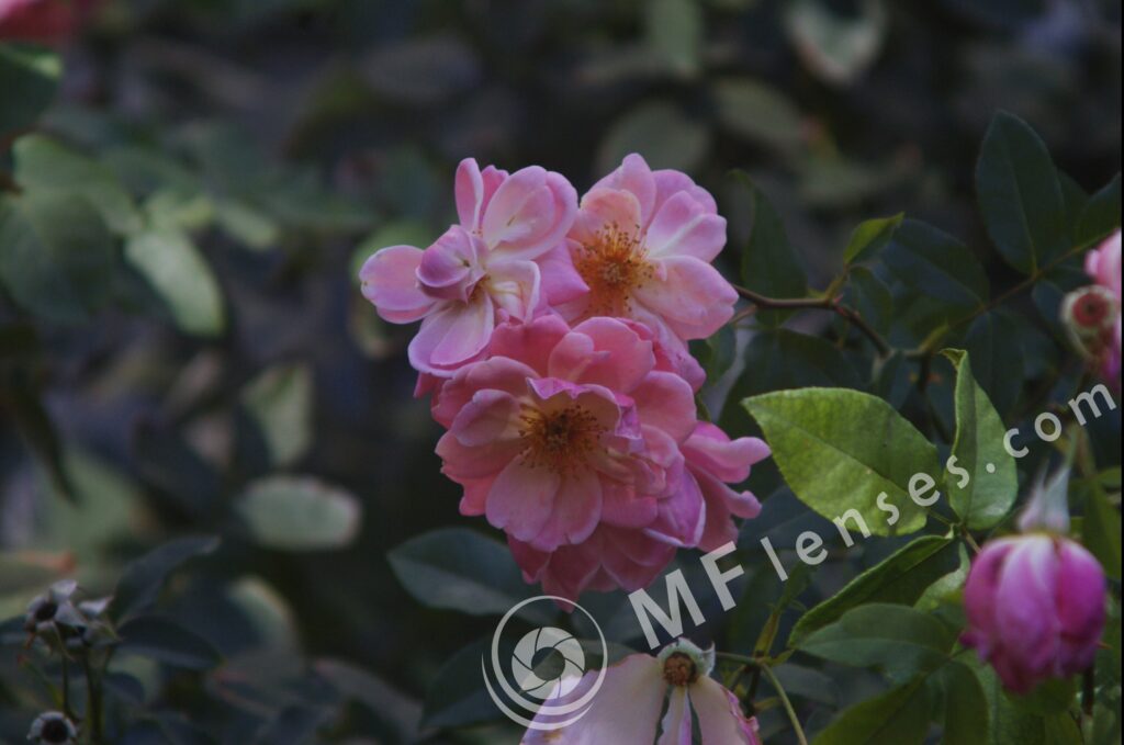 Sigma 200mm f/3,5 quick focus macro-303