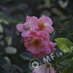 Sigma 200mm f/3,5 quick focus macro-303