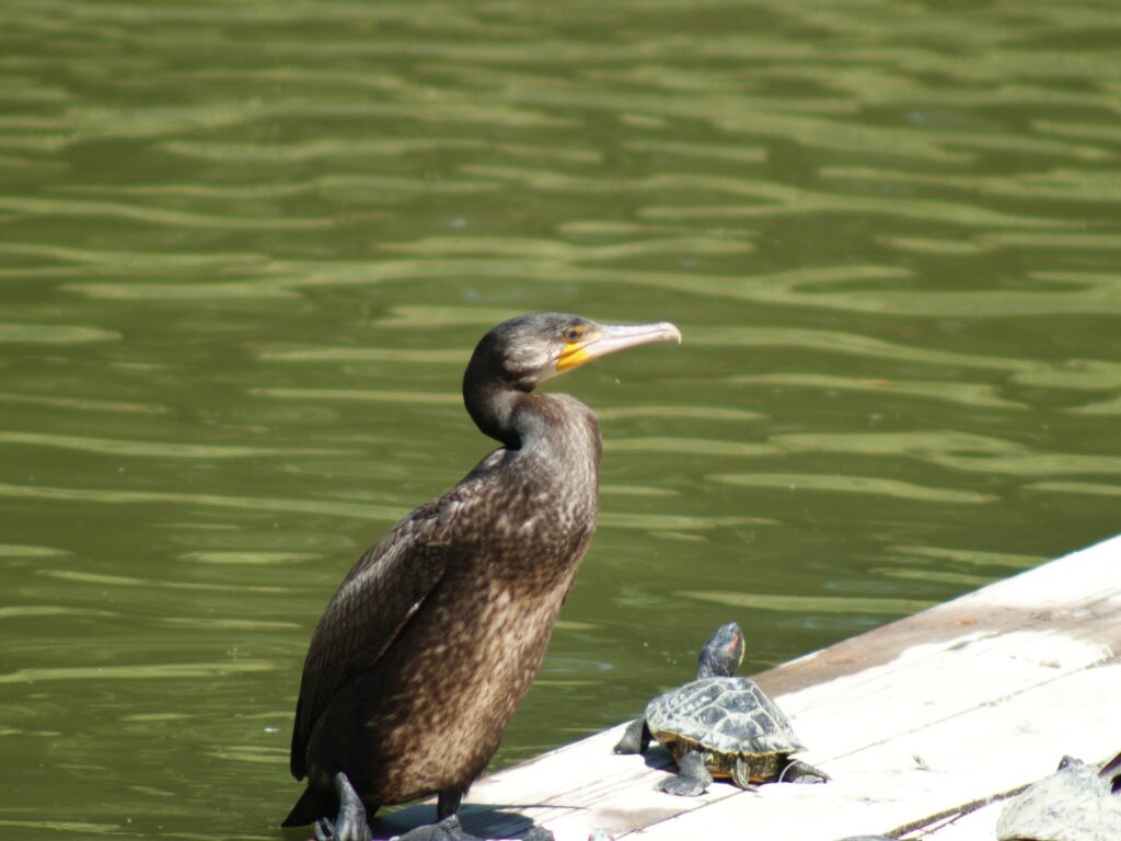 Sigma 400mm f/5.6-2303