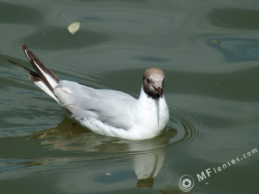 Sigma 400mm f/5.6-2304