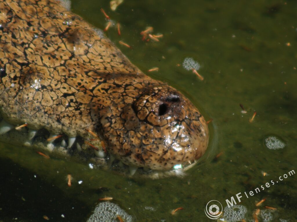 Sigma 400mm f/5.6-2306