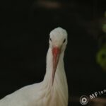 Sigma 400mm f/5.6-2307