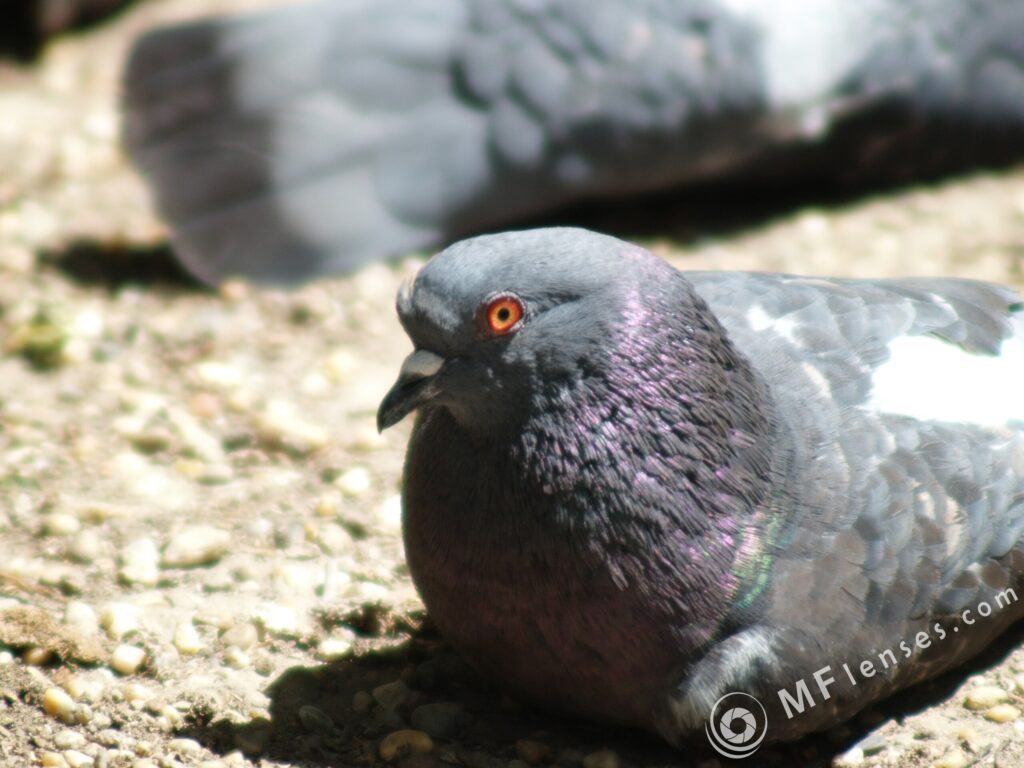 Sigma 400mm f/5.6-2308