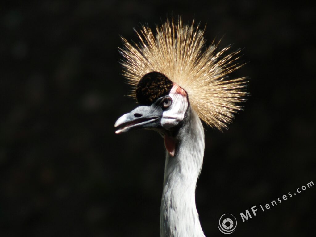 Sigma 400mm f/5.6-2310