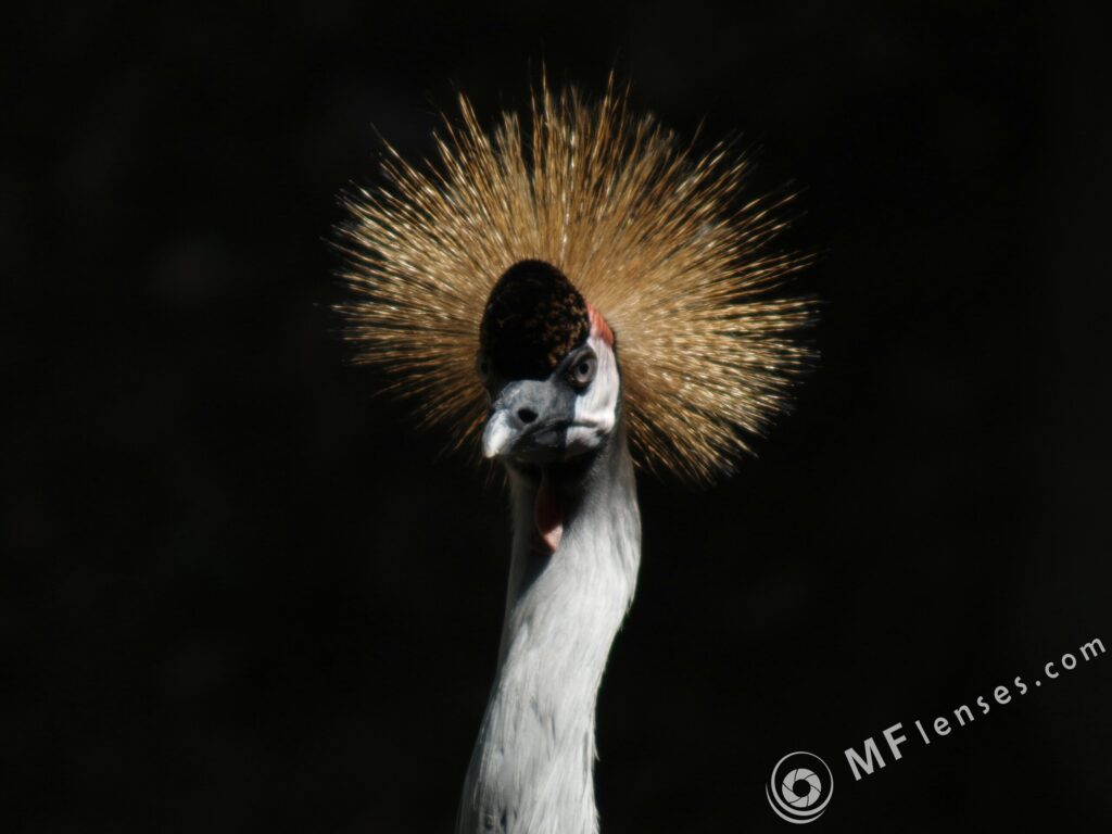 Sigma 400mm f/5.6-2311