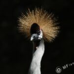 Sigma 400mm f/5.6-2311