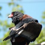 Sigma 400mm f/5.6-2312