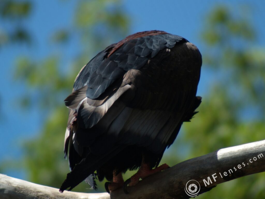 Sigma 400mm f/5.6-2313