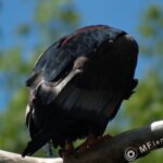 Sigma 400mm f/5.6-2313